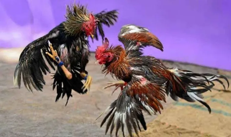 Bí Quyết Thắng Lớn Cách Chơi Đá Gà Sabong Tại F168 2 Sảnh Đá Gà Sabong Tại F168 quy tụ nhiều chiến kê dũng mãnh