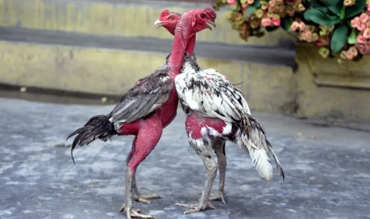 Bí Quyết Thắng Lớn Cách Chơi Đá Gà WS168 Tại F168 Hấp Dẫn 1 Đá Gà WS168 Tại F168