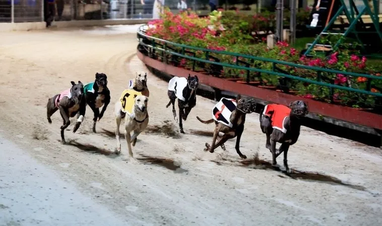 Bí Quyết Thắng Lớn Cách Chơi Game Nhanh Đua Chó Tại F168 1 Đua Chó Tại F168